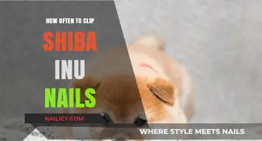 Maintaining Your Shiba Inu’s Nail Health: Ideal Clipping Frequency