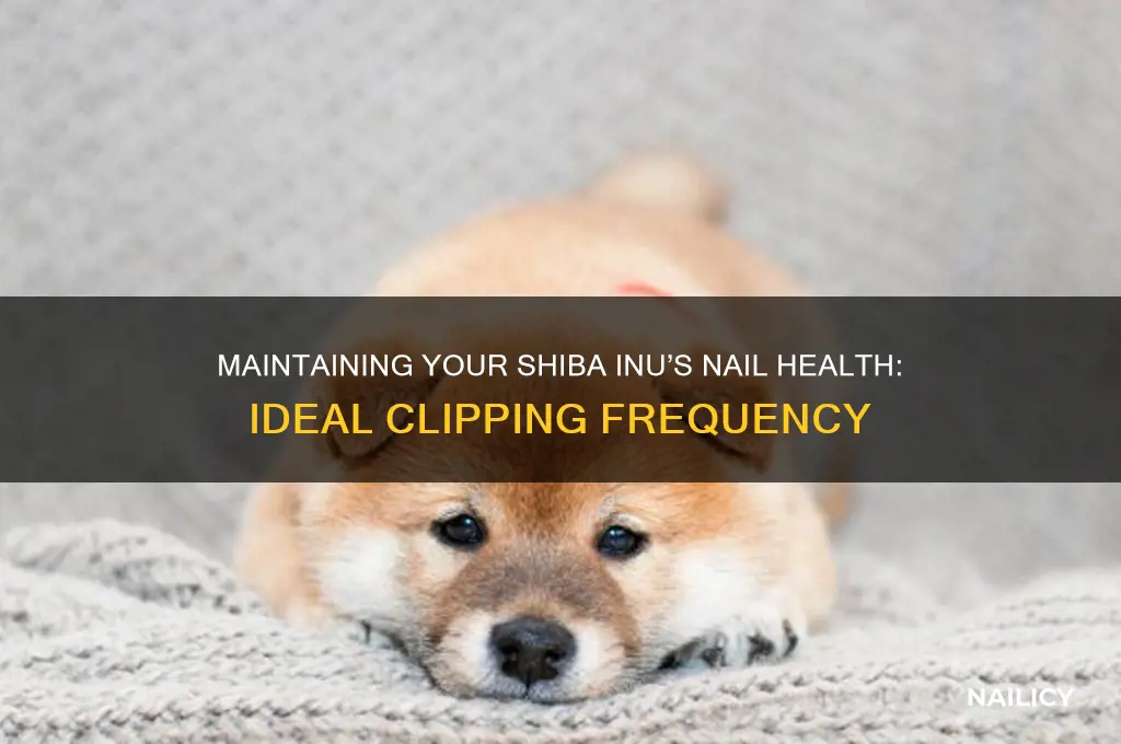 how often to clip shiba inu nails