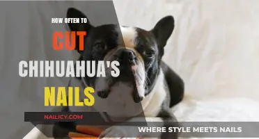 Trimming Nails: A Chihuahua's Regular Manicure