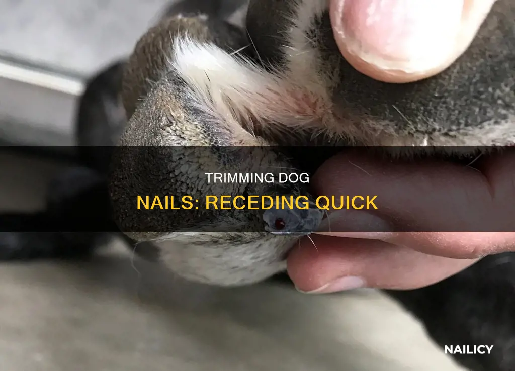 how often to cut dog nail to recede quick