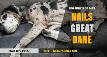 Great Dane Nail Care: How Often to Trim?