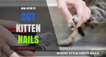Trimming Kitten Nails: How Frequently Should You Cut Them?
