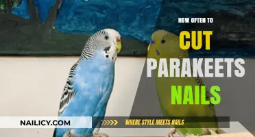 Trimming Your Parakeet's Nails: How Often?