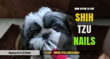 Trimming Your Shih Tzu's Nails: A Regular Routine