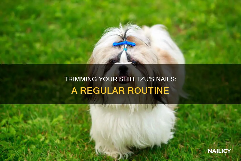 Picture of Trimming Your Shih Tzu's Nails: A Regular Routine | Nailicy