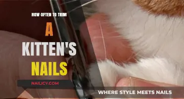 Trimming Your Kitten's Nails: How Often is Safe?