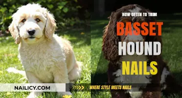 Trimming Nails: A Regular Routine for Basset Hounds
