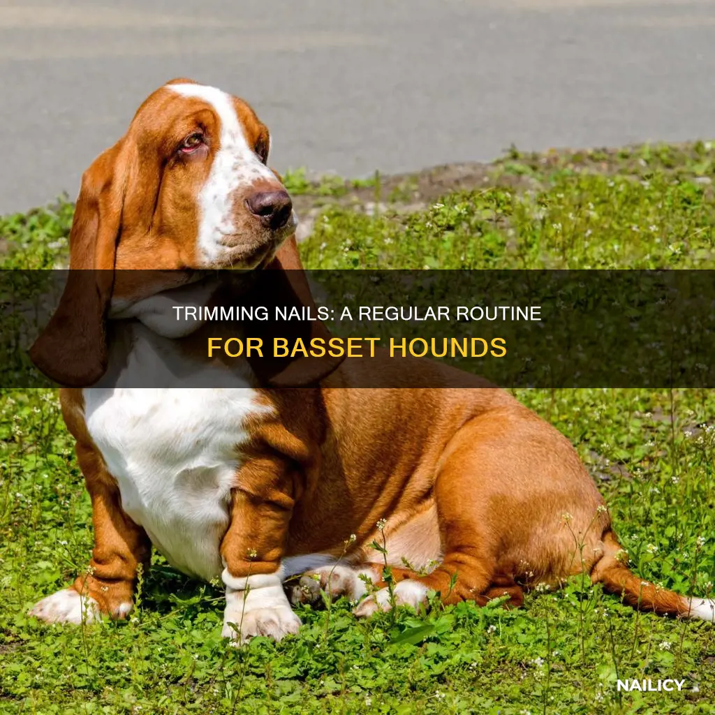 how often to trim basset hound nails