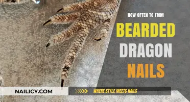 Trimming Bearded Dragon Nails: How Frequently Should You Clip?