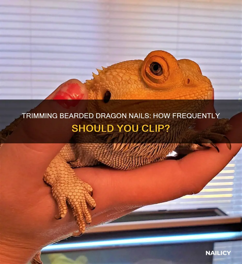 how often to trim bearded dragon nails