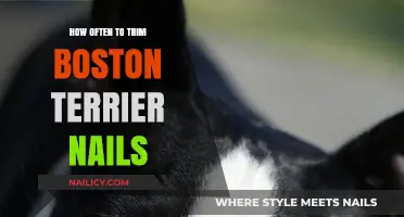 Trimming Nails: Boston Terriers' Manicure Guide