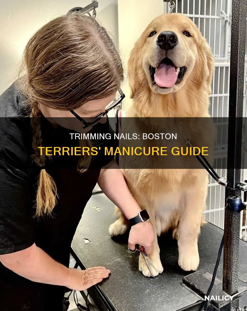 how often to trim boston terrier nails
