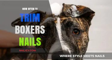 Trimming Nails for Boxers: How Often is Safe?