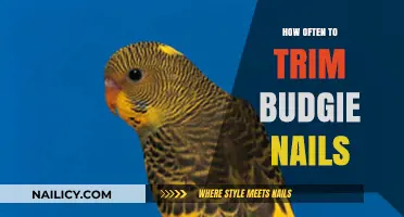 Trimming Your Budgie's Nails: How Often is Necessary?