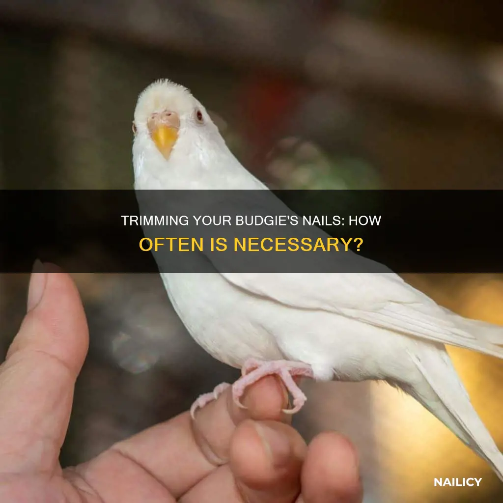 how often to trim budgie nails