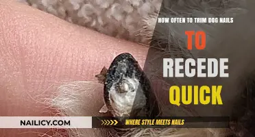 Trimming Dog Nails: Receding Quick, How Often?