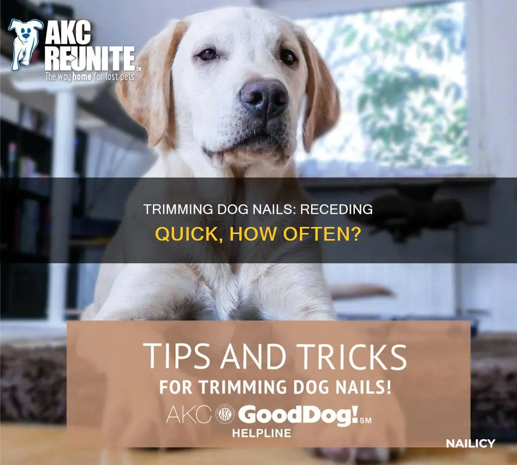 how often to trim dog nails to recede quick