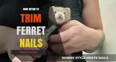 Trimming Your Ferret's Nails: How Often is Safe?