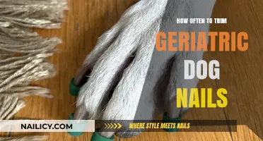 Trimming Senior Dog Nails: How Often is Safe?