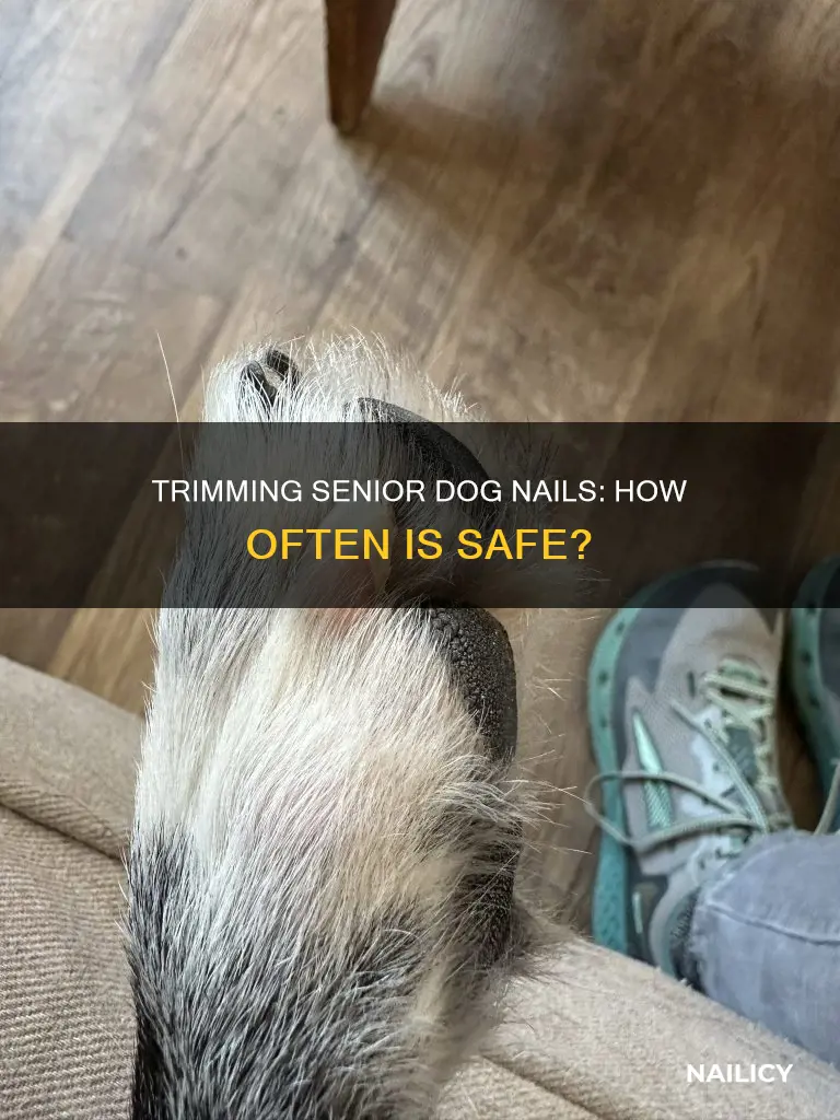 how often to trim geriatric dog nails