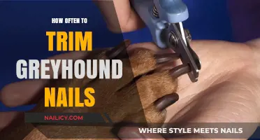 Trimming Greyhound Nails: How Frequently Should You Clip?