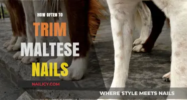 Trimming Nails for Maltese Dogs: How Often?
