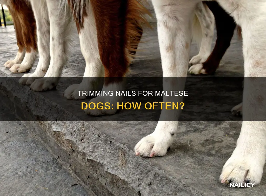 how often to trim maltese nails