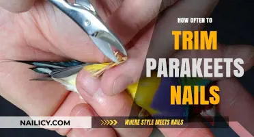Trimming Your Parakeet's Nails: How Often Is Necessary?