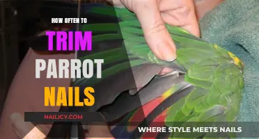 Trimming Parrot Nails: How Often is Safe?