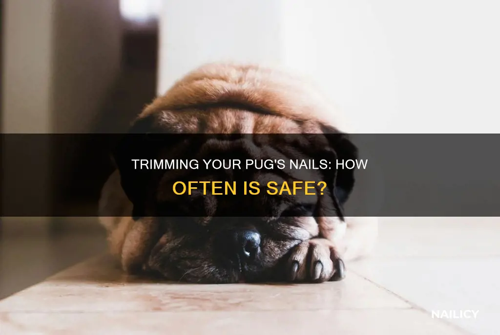 how often to trim pug nails