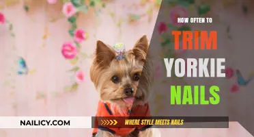 Yorkie Nails: How Often Should You Trim Them?