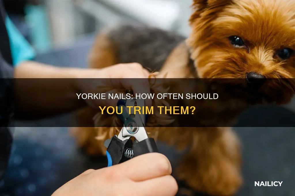 how often to trim yorkie nails