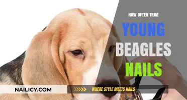 Beagle Nails: How Often Should You Trim?