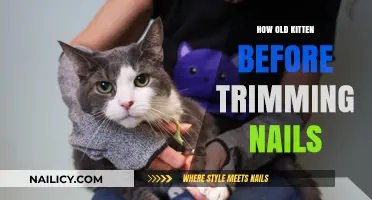 Trimming Nails: When to Start with Kittens