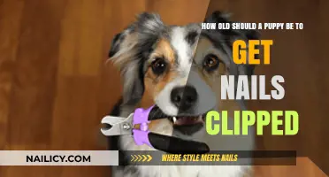 Perfect Timing for Puppy Nail Trims: A Complete Guide