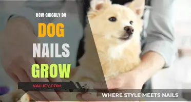 Dog Nail Growth: How Fast Do They Grow?