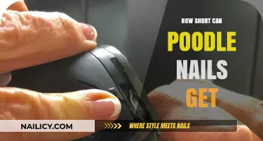 Poodle Nail Length: How Short is Too Short?