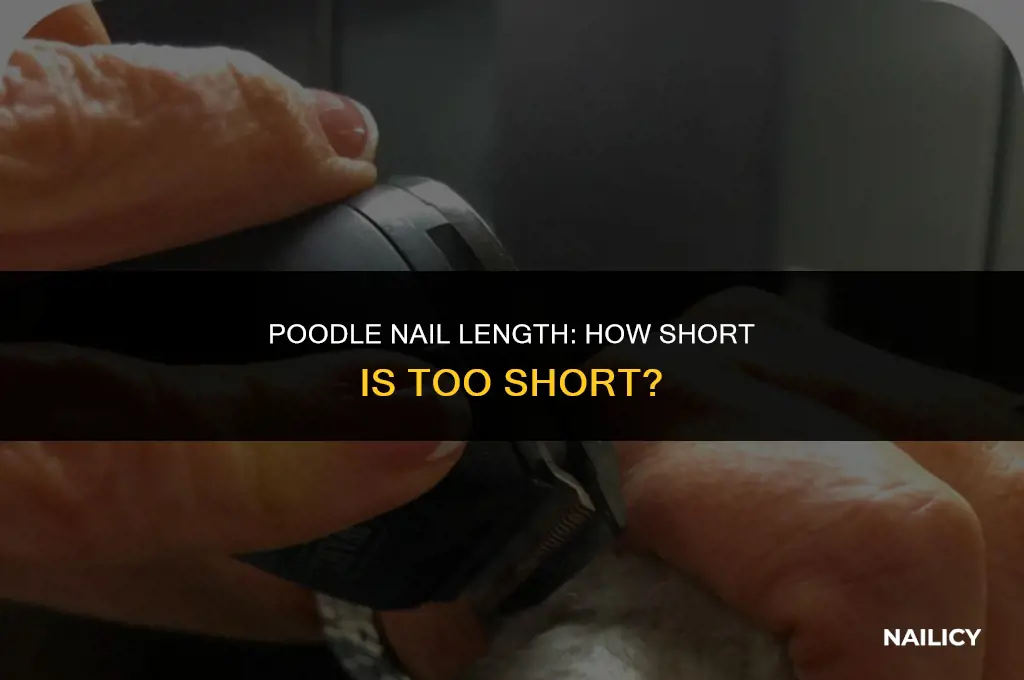 how short can poodle nails get