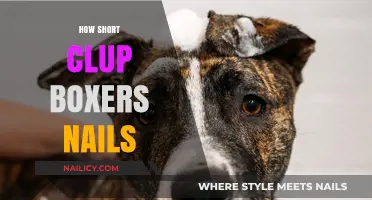Quick Tips for Trimming Your Short Clup Boxers' Nails Safely