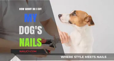 Trimming Dog Nails: The Perfect Length