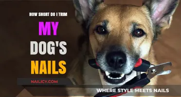 Trimming Dog Nails: How Short is Too Short?