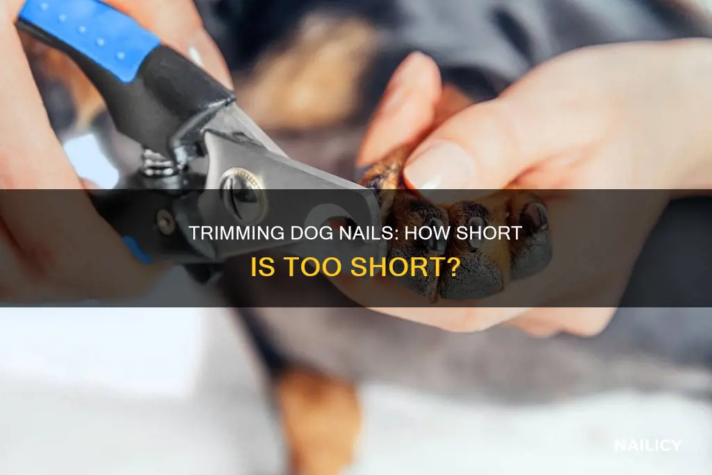 how short do i trim my dog