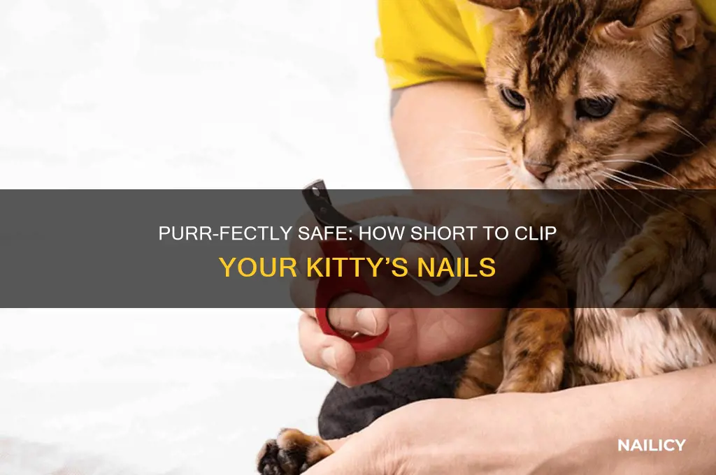 how short do u clip kittys nails