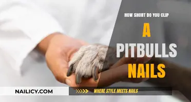Perfect Pitbull Nail Care: How Short to Clip for Healthy Paws