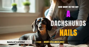 Trimming Your Dachshund's Nails: The Ideal Short Length