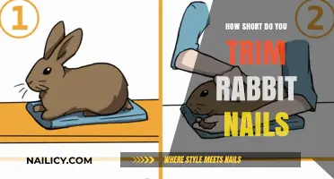 Trimming Rabbit Nails: How Short is Too Short?