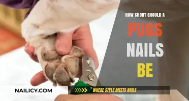 Perfect Pug Pedicure: Ideal Nail Length for Happy, Healthy Paws