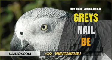 Ideal African Grey Nail Length: Trimming Tips for Healthy Feet