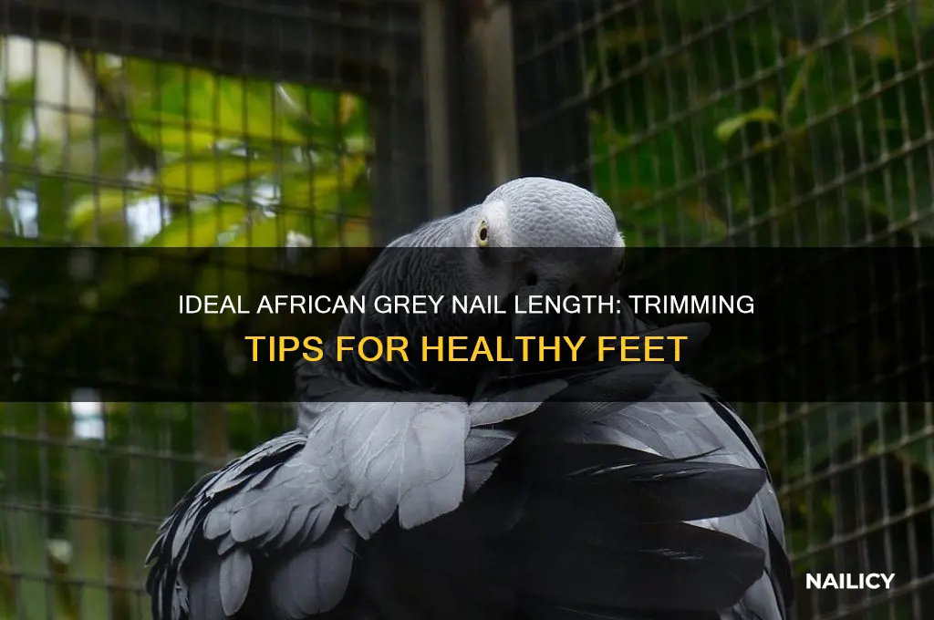 how short should african greys nail be