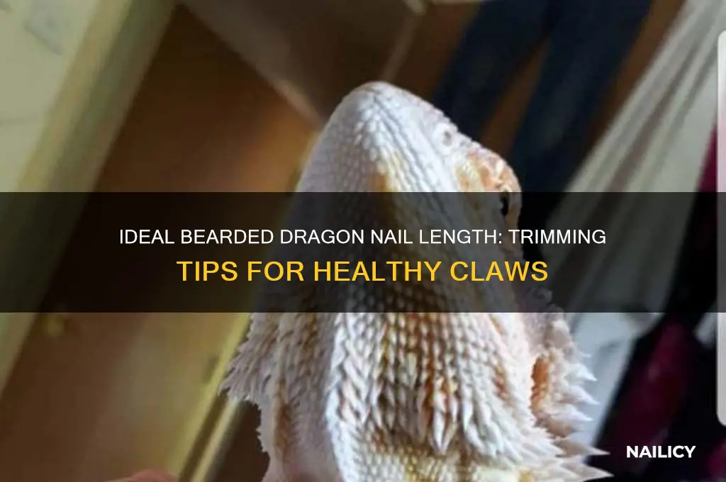 how short should bearded dragons nails be